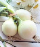Speisezwiebel "Weie Knigin / Barletta" - Allium cepa