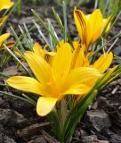 Wildkrokus Crocus angustifolius - Goldlack-Krokus