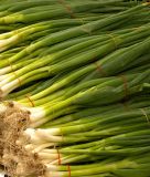 Lauchzwiebel "Kaigaro" - Allium fistulosum