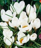 Wildkrokus Crocus chrysanthus "Ard Schenk" - Balkan-Krokus