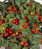 Cocktailtomate "Benarys Gartenfreude" - Solanum lycopersicum