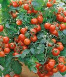 Busch-Cocktailtomate "Red Robin" - Solanum lycopersicum