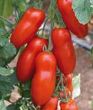 Buschtomate "Ranger F1" - Solanum lycopersicum