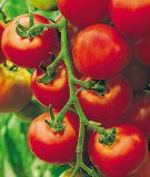 Stabtomate "Harzfeuer F1" - Solanum lycopersicum