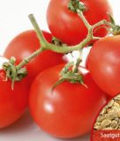 Stabtomate "Hellfrucht / Hilmar" - Solanum lycopersicum
