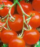 Stabtomate "Hildares F1" - Solanum lycopersicum