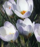 Wildkrokus Crocus chrysanthus "Blue Pearl" - Balkan-Krokus