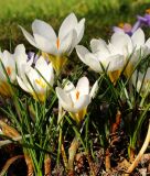 Wildkrokus Crocus chrysanthus 