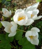 Crocus speciosus "Albus" - Weier Pracht-Herbstkrokus