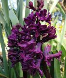 Hyacinthus orientalis "Woodstock"