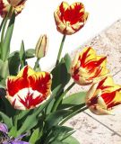 Triumph-Tulpe Grand Perfection