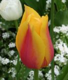 Einfachblhende spte Tulpe Blushing Lady