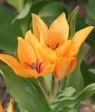 Wildtulpe Tulipa praestans "Shogun"