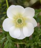 Anemone coronaria "The Bride" - Kronenanemone