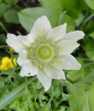 Anemone coronaria 