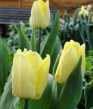 Einfachblhende, frhe Tulpe Sunny Prince