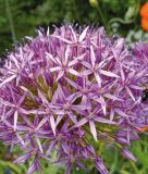 Allium "Globemaster" - Zierlauch