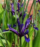 Iris reticulata - Netzblatt-Iris
