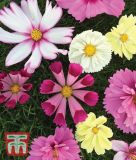 Cosmos bipinnatus "All Sorts Mix" - Schmuckkrbchen