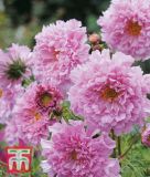 Cosmos bipinnatus "Double Click Rose Bonbon" - Schmuckkrbchen