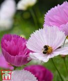 Cosmos bipinnatus 