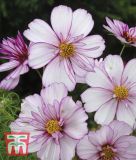 Cosmos bipinnatus "Sweet Sixteen" - Schmuckkrbchen