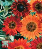Helianthus annuus "Earth Walker" - Sonnenblume