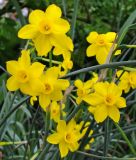 Narcissus jonquilla "Baby Moon" - Duft-Narzisse