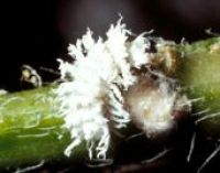 Australischer Marienkfer (Cryptolaemus mon.)