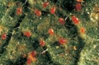 Raubmilben (Phytoseiulus persimilis)