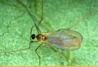Ruberische Gallmcken (Aphidoletes aphidimyza)