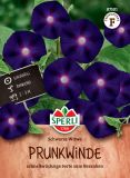 Ipomoea purpurea "Schwarze Witwe" - Prunk- oder Trichterwinde