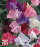 Lathyrus grandiflorus "Heirloom Bicolour Mix" - Gartenwicke