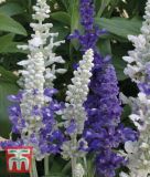 Salvia farinacea "Seascape Mischung" - Mehl-Salbei