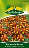 Tagetes patula "Mr. Majestic" - Studentenblume