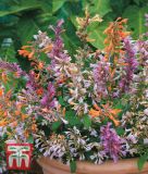Agastache aurantiaca "Fragrant Mischung" - Duftnessel, Bergminze