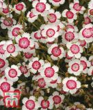 Dianthus deltoides "Arctic Fire" - Heidenelke