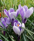 Groblumiger Krokus Crocus vernus "Pickwick"