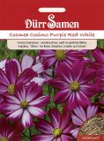 Cosmos bipinnatus "Cosimo Purple Red-White" - Schmuckkrbchen