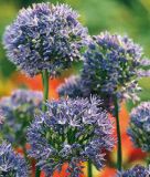 Allium caeruleum - Enzianlauch