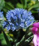 Allium caeruleum - Enzianlauch