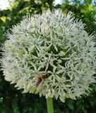 Allium stipitatum "Mount Everest" - Blumenlauch