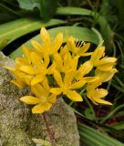 Allium moly 