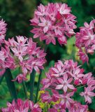 Allium oreophilum - Rosen-Zwerglauch