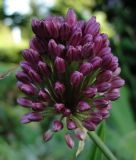 Allium sphaerocephalon - Kugel-Lauch