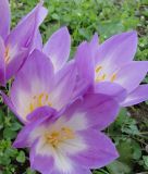 Colchicum bornmuelleri - Herbstzeitlose