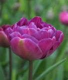 Gef�lltbl�hende sp�te Tulpe Blue Diamond