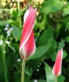 Wildtulpe Tulipa clusiana - Damentulpe