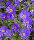 Anemone blanda "Blue Shades" - Strahlenanemone