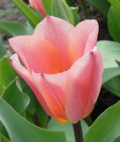 Tulipa fosteriana Albert Heijn